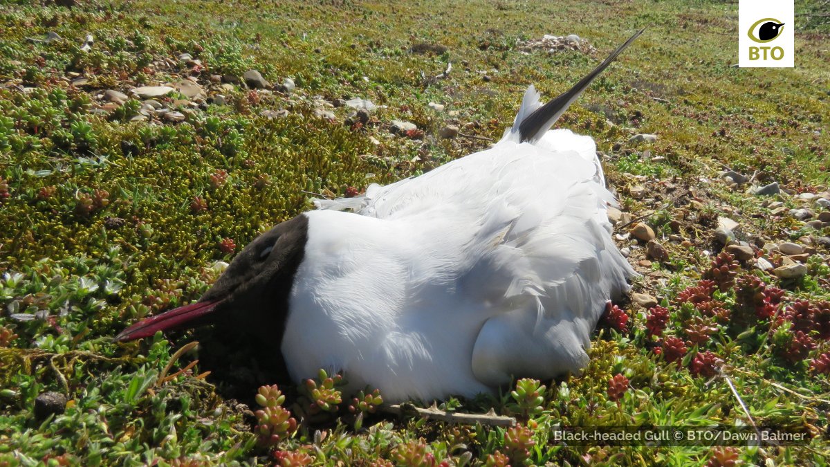 Black-headed Gull colonies across central and northern England are being devastated by Avian Influenza. 

We want you to help us track the spread of the disease by reporting all dead birds to @BirdTrack  and @DefraGovUK.