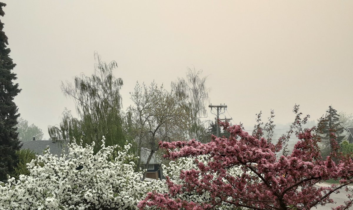 Unreal. Woke up smelling smoke IN the house. Windows were closed. And the city is covered in smoke.

#AlbertaWildfires #calgary #alberta #yycweather #yyc #SMOKE #AlbertaElection2023 #albertafire