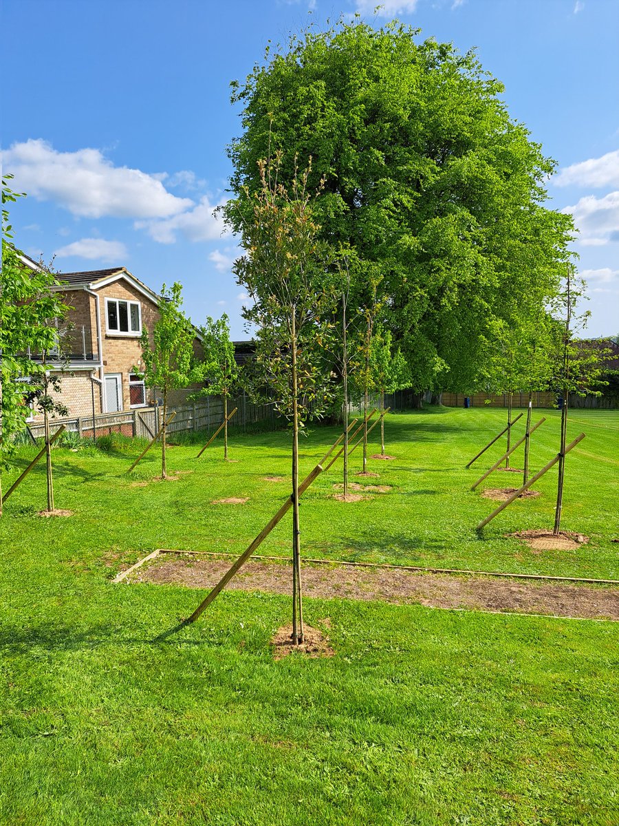 Our coronation tree copse 🌳 👑 
#ChurchersGrounds