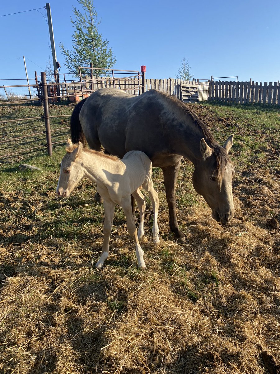 Thorranching's tweet photo. First on the ranch in a while and hopefully many more in years to come #ranchponyinthemaking https://t.co/k3yIC46iws