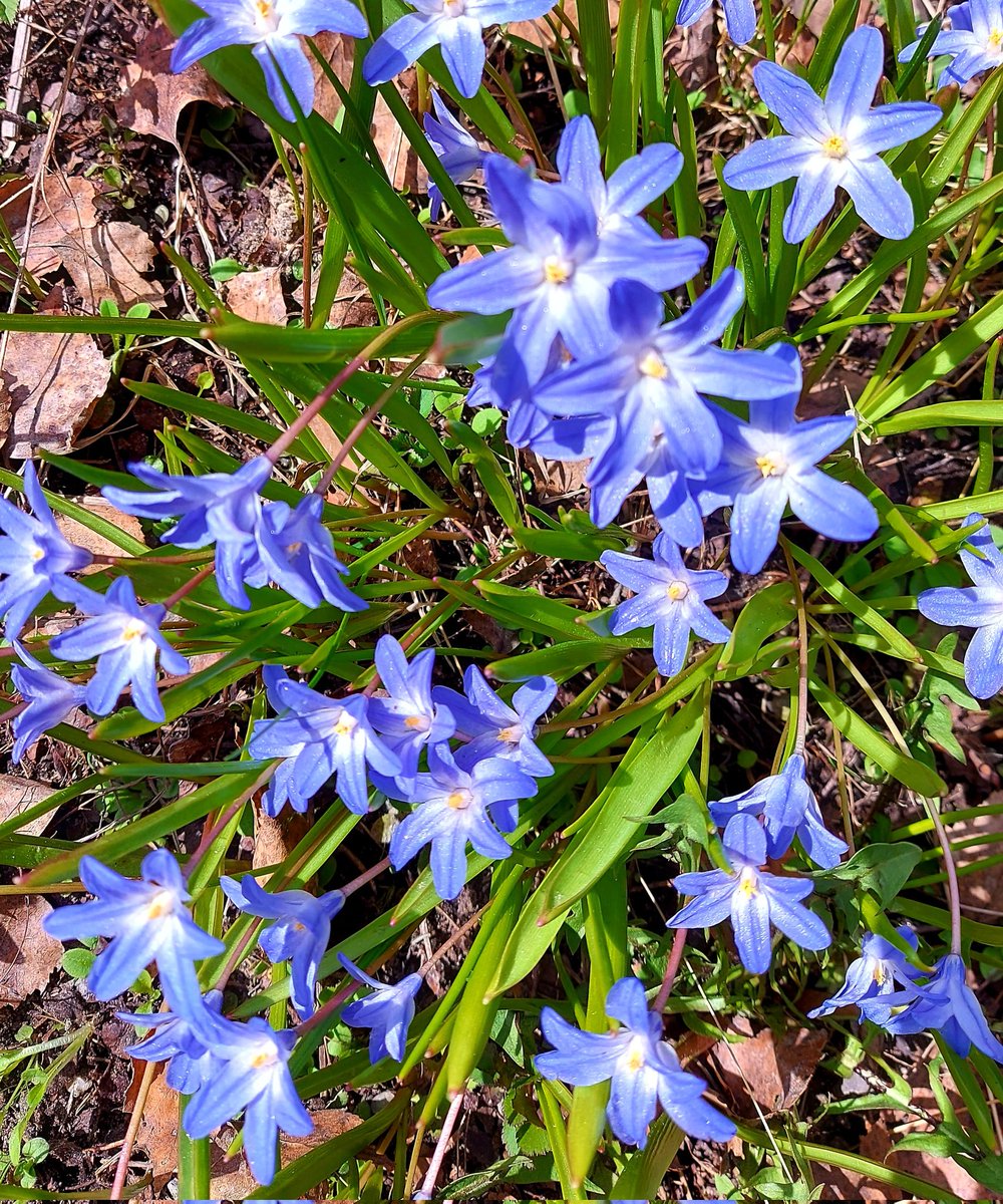 Paljon onnea, uudet ylioppilaat! Kaikilla on myös lukion oppimäärä jo suoritettu, joten juhlavalmistelut voivat alkaa! jamsa.fi/ajankohtaista/…