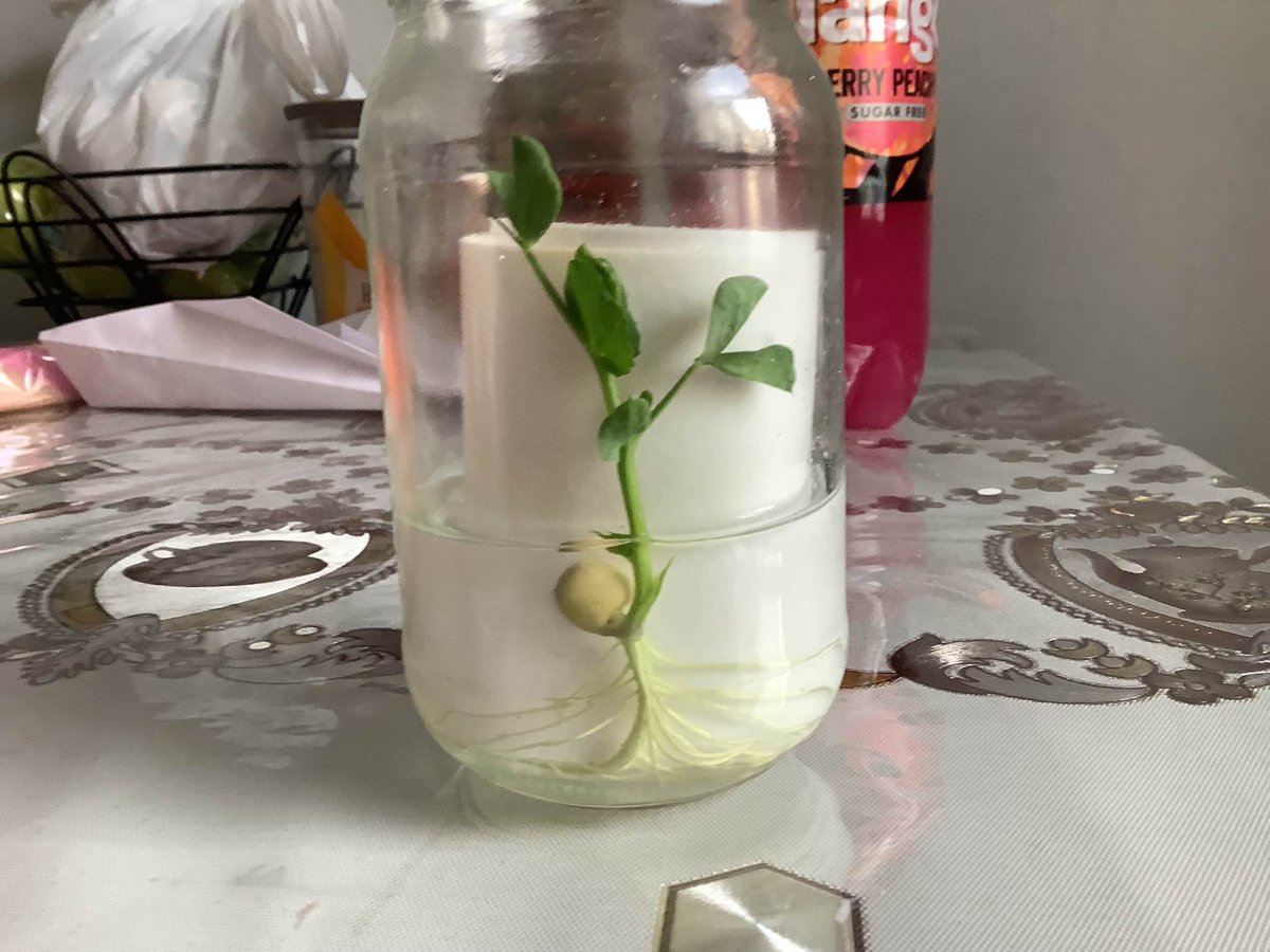 Look at what one of our Year 3 pupils has been doing as extra Home Learning! She grew a pea as part of her science learning about what plants need to grow. Well done! 🌱#superscientist