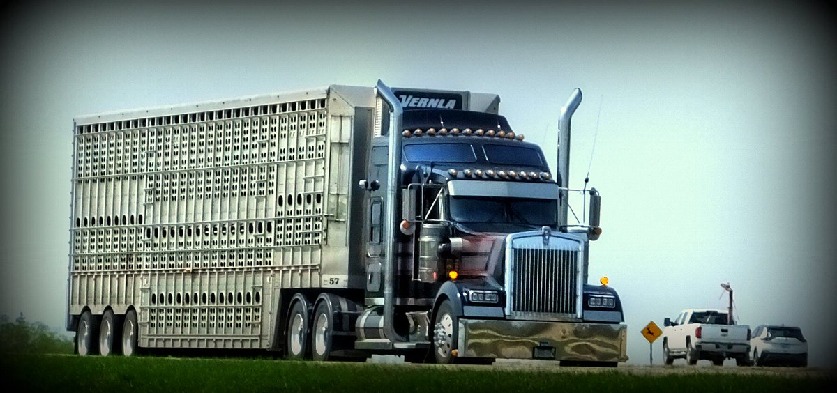 Fearless13Z's tweet photo. "Highway Star - Vernla Transport" - Cattle Wagon on the Trans Canada Highway in La Coulee, Manitoba #May2023 #bullhauler #livestockhauler #cattlewagon #vernlaatransport #highwaystar #bigrigphotography #bigrigshots #truck #kenworth #bigrigs #semi #transportation #LaCoulee https://t.co/REU67pvXpq