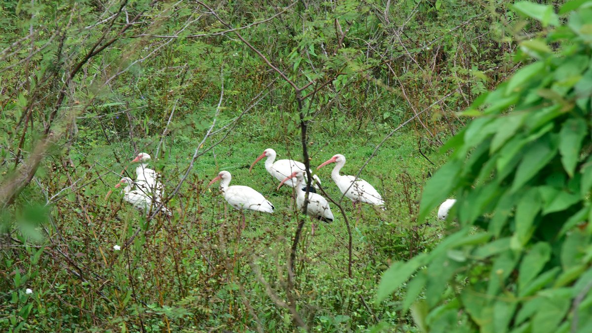 Graceful and elegant, the White Ibises grace the wetlands of Crooked Tree with their presence. These sociable birds can often be seen standing in groups, like a field of tranquility amidst the bushes. #CrookedTreeWildlifeSanctuary #BirdsOfBelize
