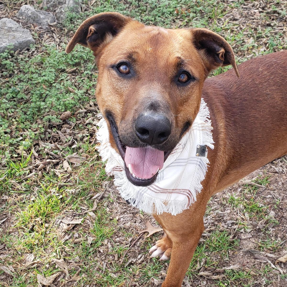 Everyone, start your engines!  See how the NASCAR Day Giveathon benefits our dogs and cats! #NASCAR  conta.cc/41JkHTA