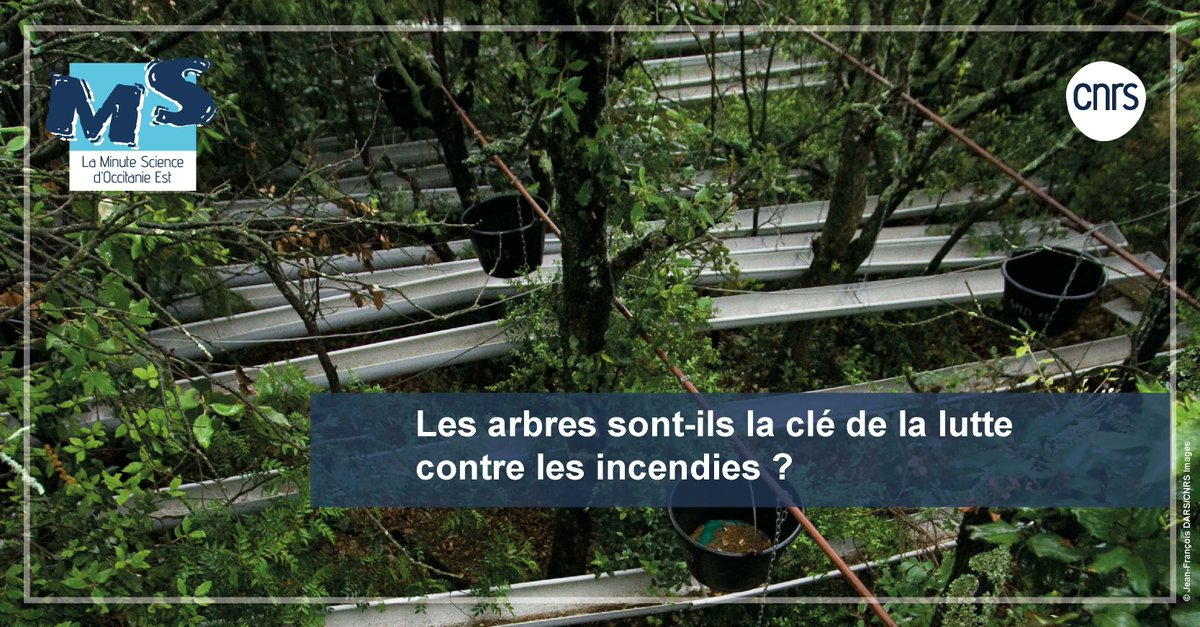 CNRS_OccitaniE's tweet image. 🌲 #MinuteScience | Peut-on prévoir les risques d'incendie grâce à l'étude du feuillage des arbres ? 

➡️ buff.ly/3VyH5xu   
 
 @cefemontpellier @CNRS @umontpellier @EPHE_PSL @ird_fr