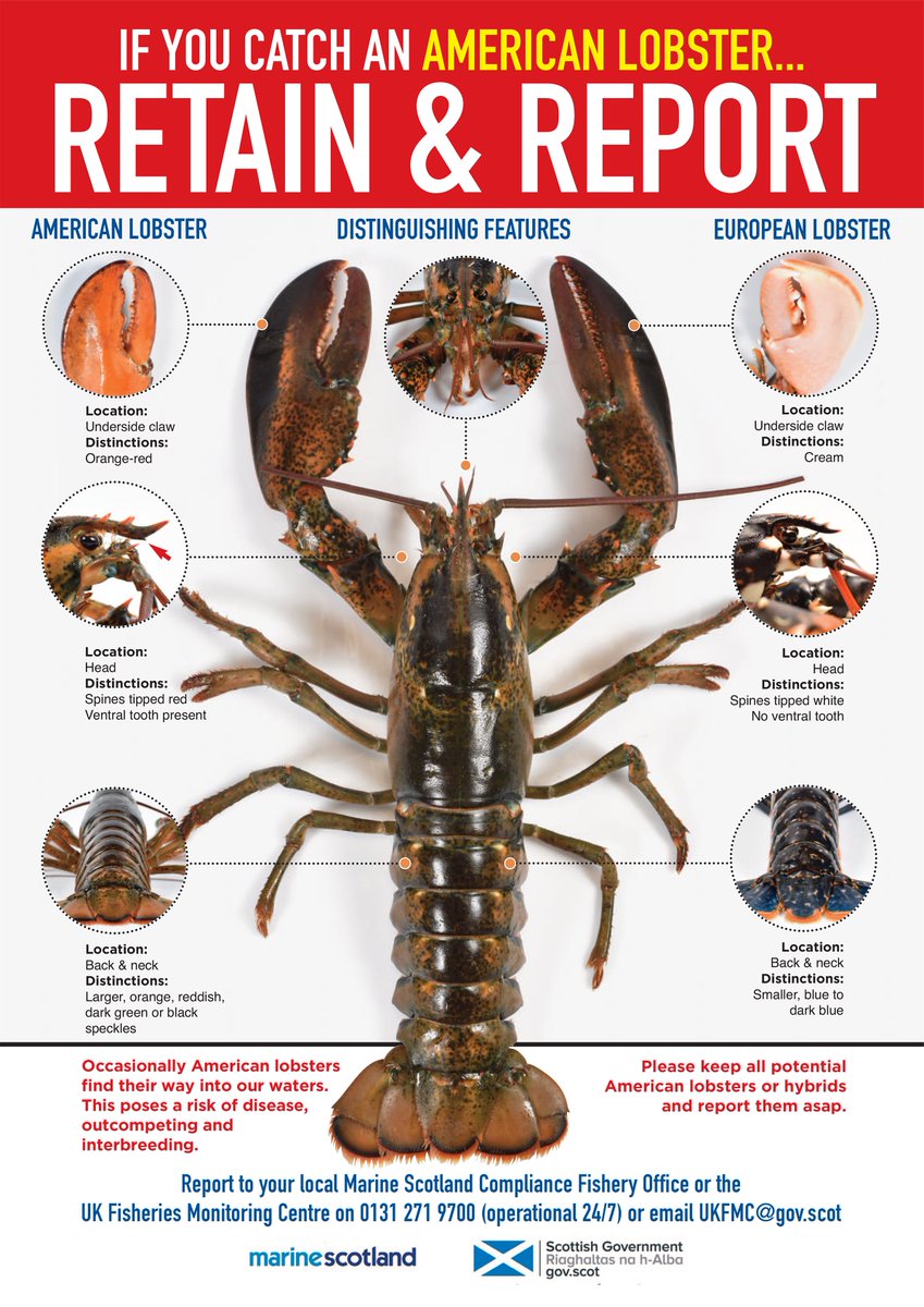 🌊More than 2,000 non-native species have been introduced to our waters, usually accidentally. 

🚨10-15% of these can become invasive and cause harmful effects.

🦞American lobster are one such species.

Find how to spot and report them below ⬇️

#getINNSvolved