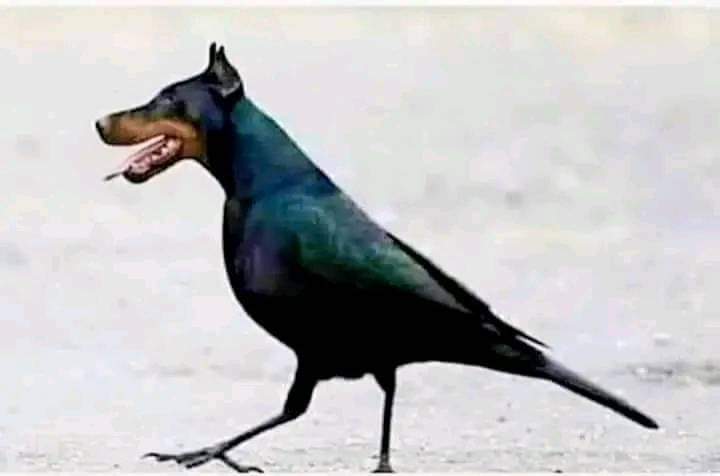 Nirmal Choudhary tweet media