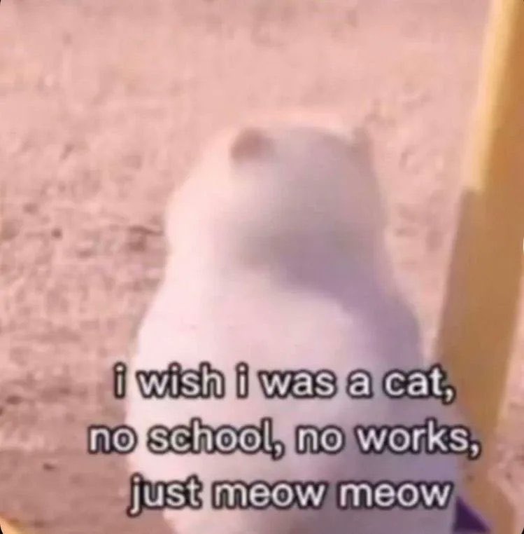 Hitam | Kucing (@twt_kucingmanja) on Twitter photo 