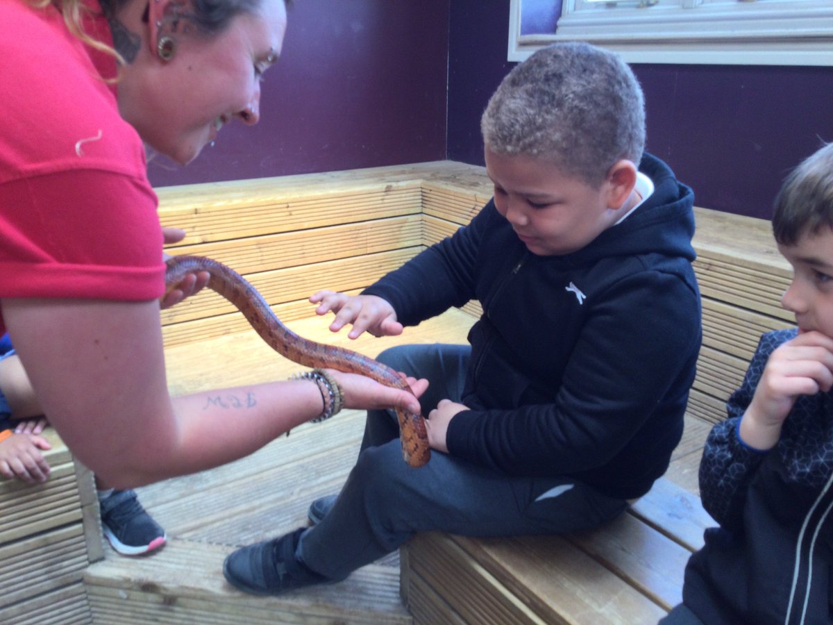 gfprimarycov's tweet image. Reception had a fantastic time at Hatton Farm today. We loved seeing all the animals and having a play. We were tired on the way home! #GFReception #Hattonfarmfun 🐑🐄🐐🐖