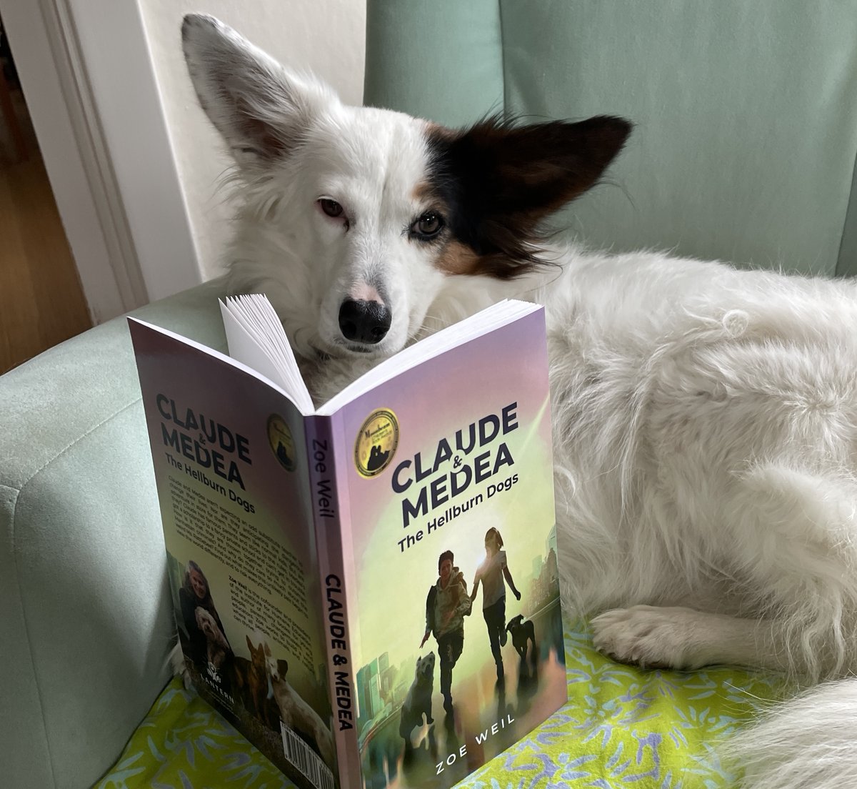 So excited that today is the official release of my newly revised Moonbeam gold medal tween novel Claude & Medea! Info to order: tinyurl.com/yckeewmu @JuliaFliss @mbickman @johnstonmike34 @mareewhiteley @ChildrenNature @ALALibrary @LibraryJournal @teachhumane @HumaneInspired