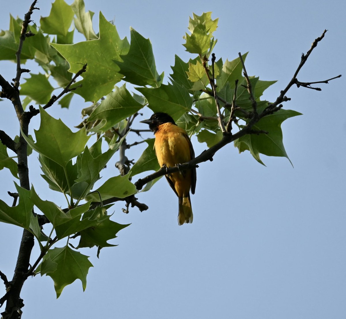 Baltimore Oriole high above the skating ring/pickle ball courts. #birds #birdwatching #birdcpp #spring #nyc #mymorningwalk