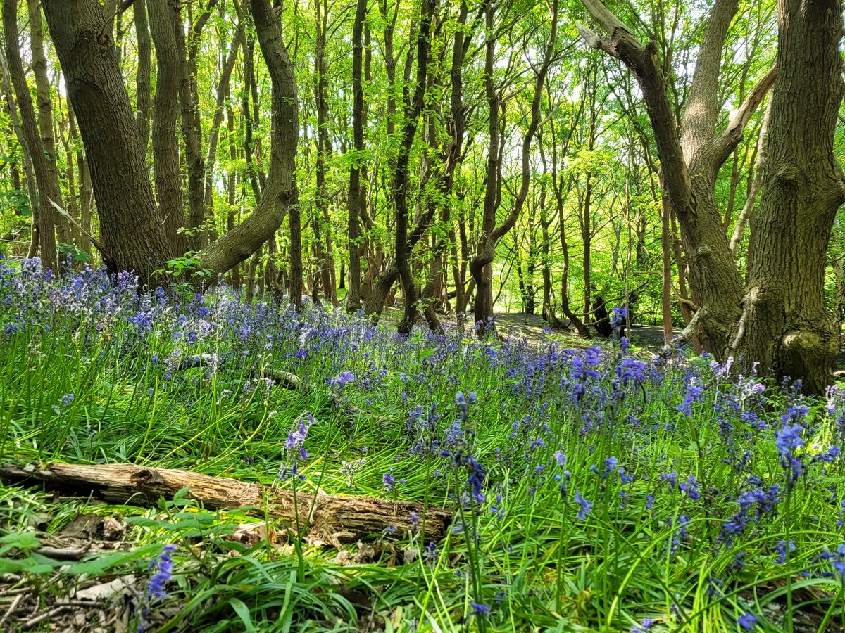 Space to clear your head. The park is looking vibrant with the deep spring greens. <a href="/BarnsleyMoving/">What's Your Move Barnsley</a> <a href="/paylingrach/">rachpayling she/her</a> <a href="/BarnsleyCouncil/">Barnsley Council</a> <a href="/JoshDanielsHist/">Joshua Daniels</a> <a href="/TWIGGS1985/">TWIGGS</a> <a href="/BBCLookNorth/">BBC Yorkshire</a>