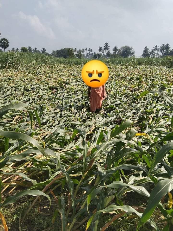 AmmkMoorthy's tweet image. காத்து மழை வந்து ஒண்ணரை ஏக்கர் சோளம் வீனா போச்சின்னு எழுதி கொடுத்தா நிவாரணம் கொடுக்க வக்கு இல்ல..

#சாராயம் குடிச்சுட்டு செத்தவனுங்களுக்கு 10 லட்சம்..

நல்லாருக்குடா உங்க #திராவிட_மாடல் ..
#sharedpost