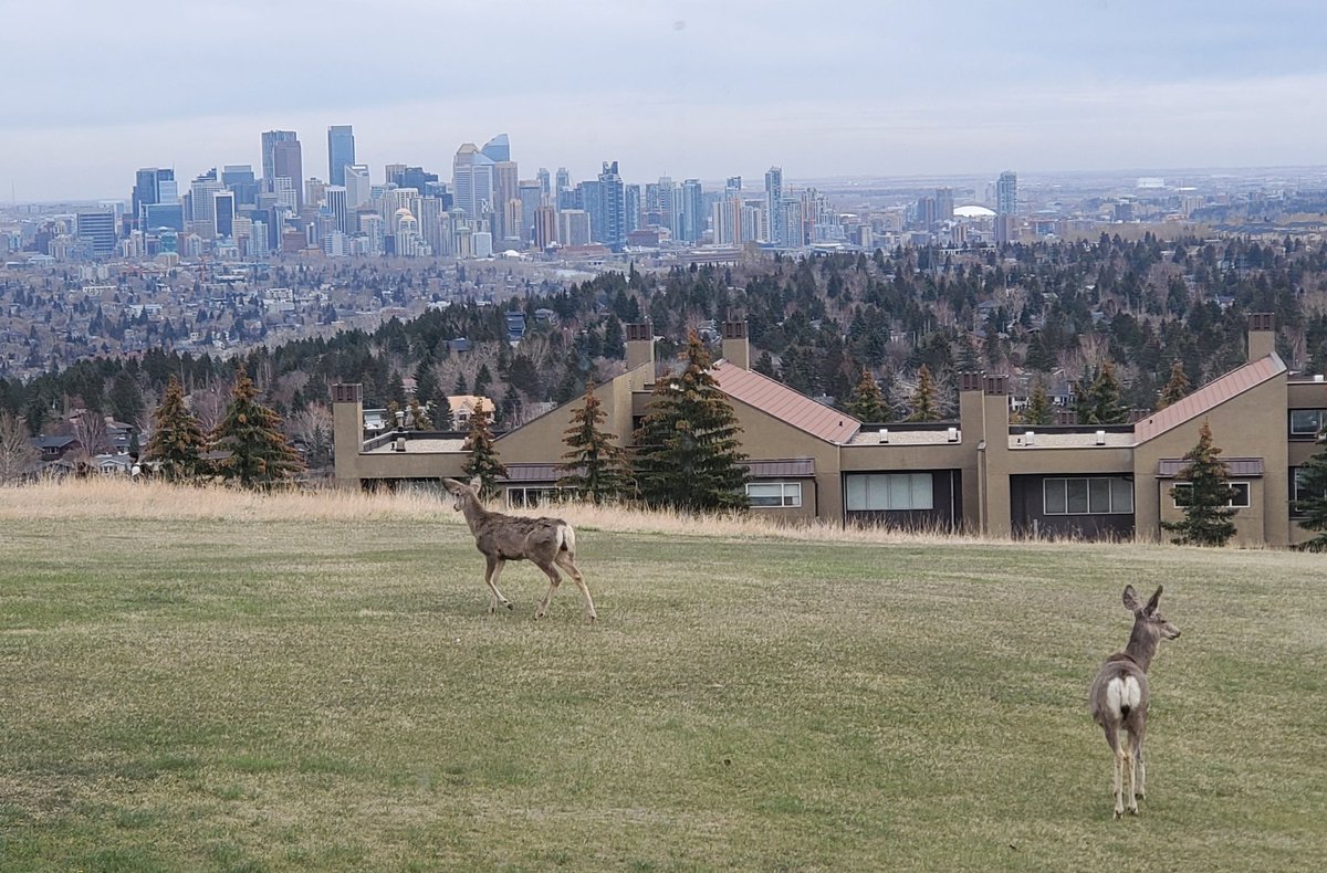 Camilla Di Giuseppe tweet media