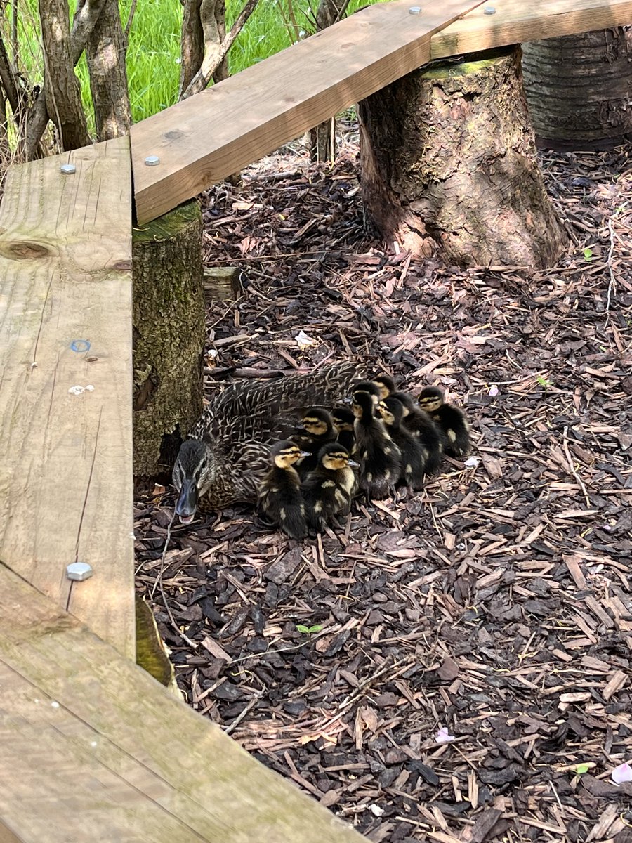 SMSA, Barton (@bartonsmsa) on Twitter photo They are here! Welcome to world baby ducklings <a href="/lancrcedserv/">Diocese of Lancaster Education Service</a> <a href="/lancsearlyyears/">Lancashire Early Years (LPDS)</a> <a href="/rspb/">rspb</a> @cafod They are here! Welcome to world baby ducklings <a href="/lancrcedserv/">Diocese of Lancaster Education Service</a> <a href="/lancsearlyyears/">Lancashire Early Years (LPDS)</a> <a href="/rspb/">rspb</a> @cafod