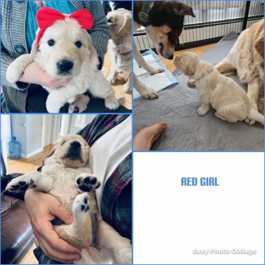 English Cream Golden Retriever
petpost.ca/pets/dogs-pupp…