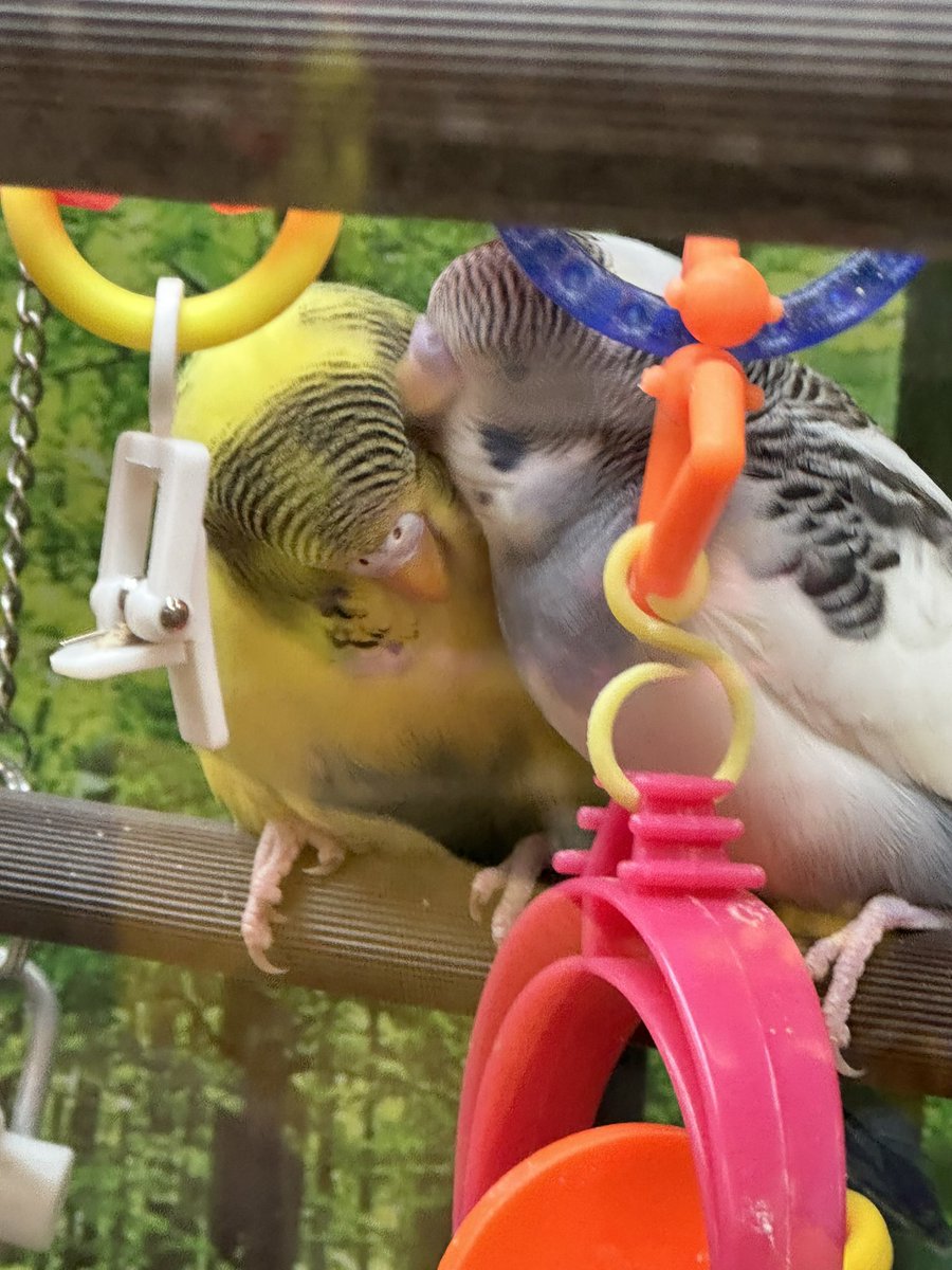 ckev_c's tweet image. I picked up these 2 parakeets yesterday