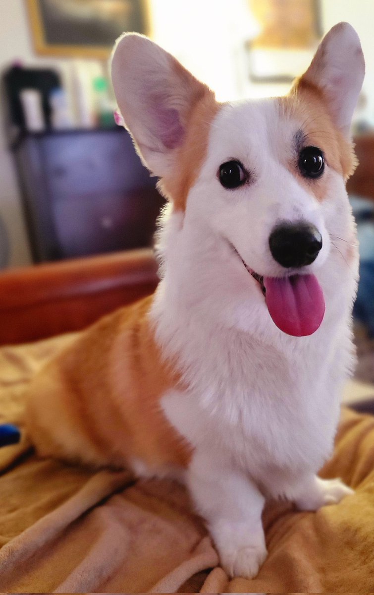 Love corgi or not ? 🥰
#Corgi #CorgiLover #corgilovers