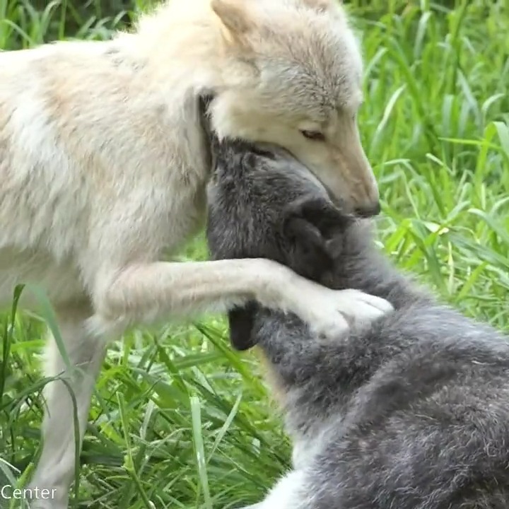 Wolf Conservation Center 🐺 on Twitter: 