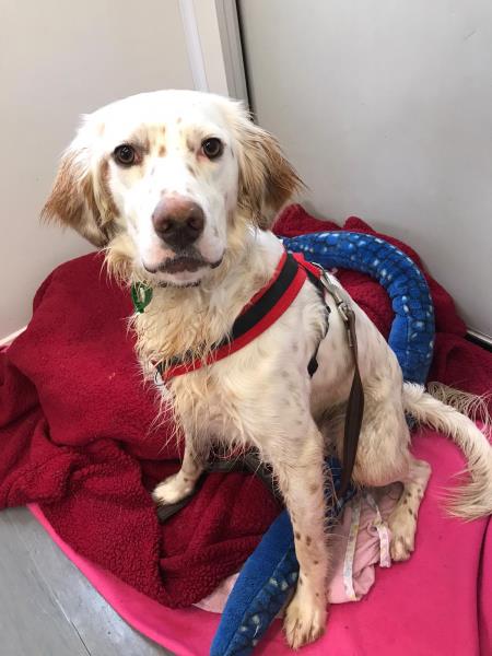 AdoptionsUk's tweet photo. Please retweet to help Enzo find a home #LINCOLNSHIRE #UK 

Active Setter Cross aged 1, bouncy, he needs to be the only pet at the moment in an adult home. He would make a great running partner, he loves scent work and agility✅ 

DETAILS or APPLY 
https://t.co/Z8pS2J1VK4 https://t.co/8wPXt1XIHD