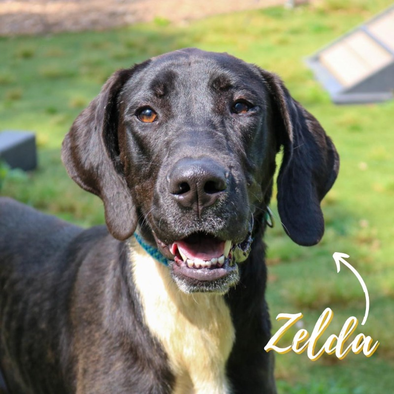 HSNEGA's tweet photo. Introducing our Great Dane beauty, Zelda! This gorgeous girly is a bit shy initially but quickly warms up with a little walk outside. She is only one year old and is ready to find a new family to love on💛 https://t.co/AmZyiDFzen
