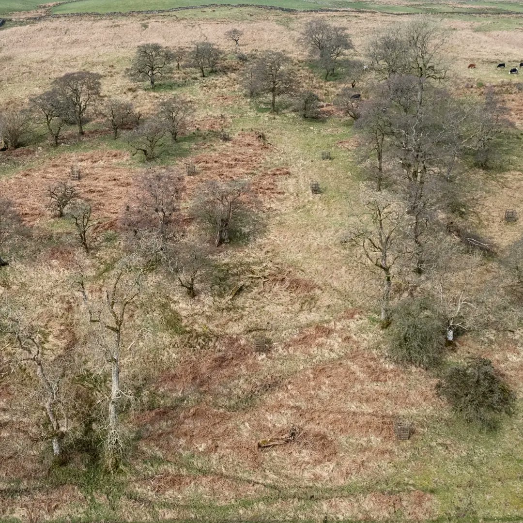 Borders Forest Trust (@bordersforest) on Twitter photo Our #AncientTree Survey day is now fully booked! We hope to offer more dates later in the year, to sign up or for info email: volunteer@bordersforesttrust.org
Support our work at Dairy Wood here: bordersforesttrust.org/ericstane
📷 <a href="/CMcLPhotography/">Colin McLean</a>
#thicktrunktuesday #bft #volunteer Our #AncientTree Survey day is now fully booked! We hope to offer more dates later in the year, to sign up or for info email: volunteer@bordersforesttrust.org
Support our work at Dairy Wood here: bordersforesttrust.org/ericstane
📷 <a href="/CMcLPhotography/">Colin McLean</a>
#thicktrunktuesday #bft #volunteer