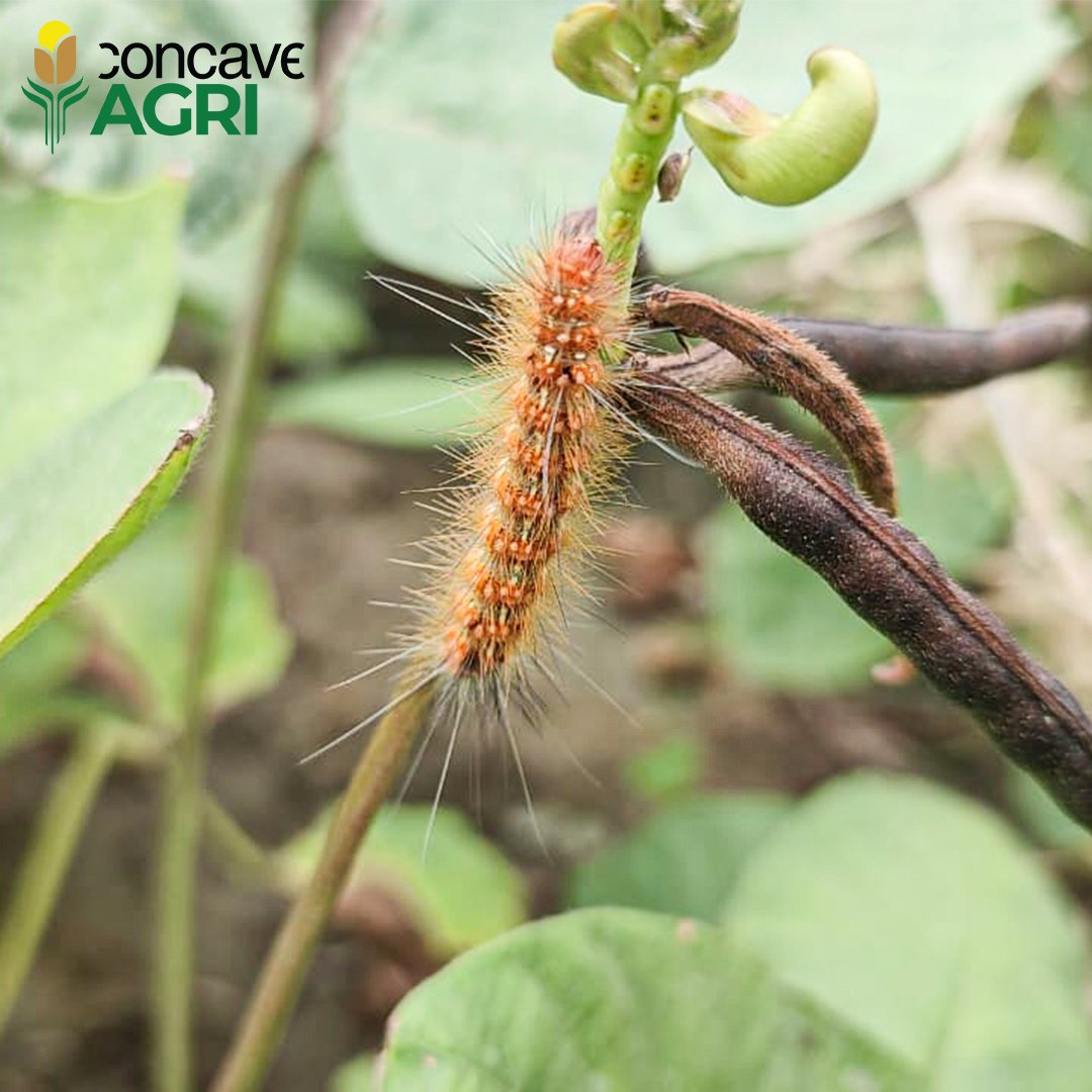 A hungry caterpillar munches on a leaf in a lush agricultural field.
#ConcaveAGRI #Photooftheweek #Week16 #KhushalPakistan #Pakistan