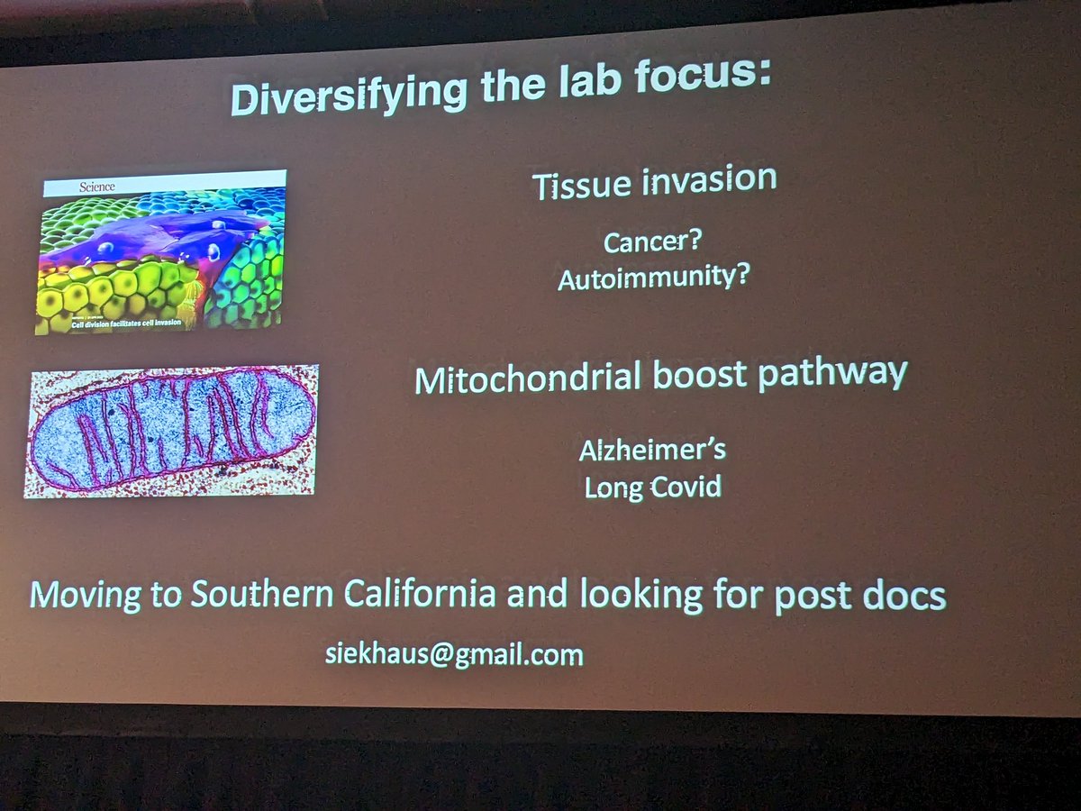 For #cellmigration lovers @siekhauslab shows the neat story of @MashaAkhmanova on how macrophages use the cell division to invade a tissue.

Also job alert for postdoc 
#celldyn2023

Full: science.org/doi/10.1126/sc…

And our comment here twitter.com/cellcommlab/st…