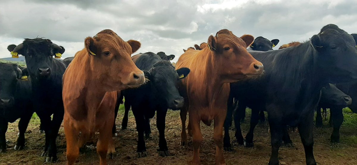 A peek into the farmlands of @braveherders with @birhtize. A group of independent family farms connected by a passion for native Irish livestock breeds, Brave Herders are also members of the Irish Dexter Cattle Society and represent farms throughout Munster #irish #farm #dexter