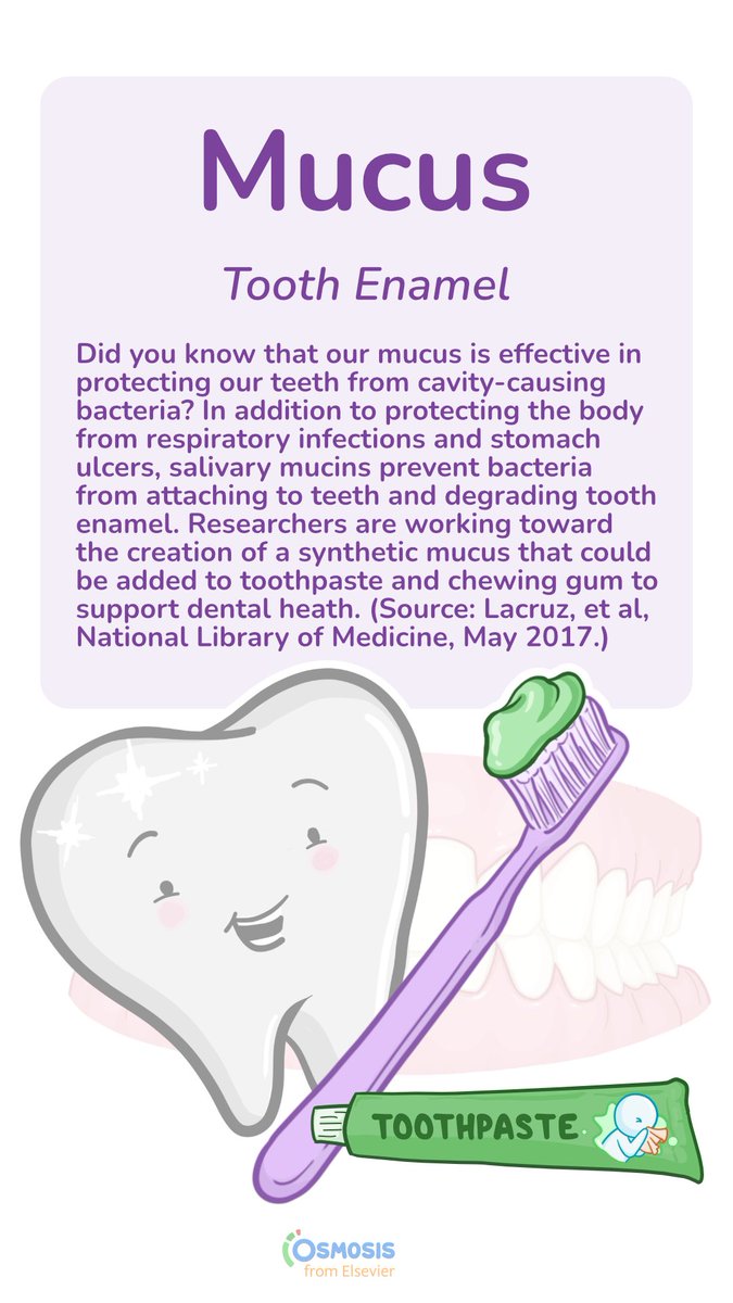 OsmosisMed: Mucus 🤝 tartar – you're probably wondering what the correlation is... read on to find out in today's MedFact!

Did you know that our mucus is effective in protecting our teeth from cavity-causing bacteria?

Learn more about tooth decay on…