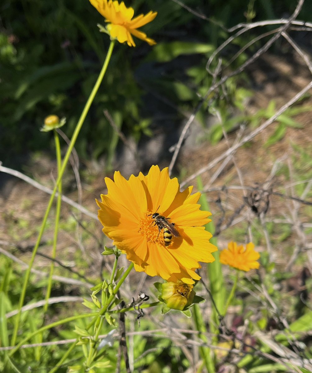 This is a dielis trifasciara (three-banded scoliid wasp) on top of some coreopsis lanceolata (large-flower tickseed)! These wasps are helpful in pollination throughout their adult lives, drinking nectar from flowers for food.

Thank you Carson for this week’s #teachingtuesday