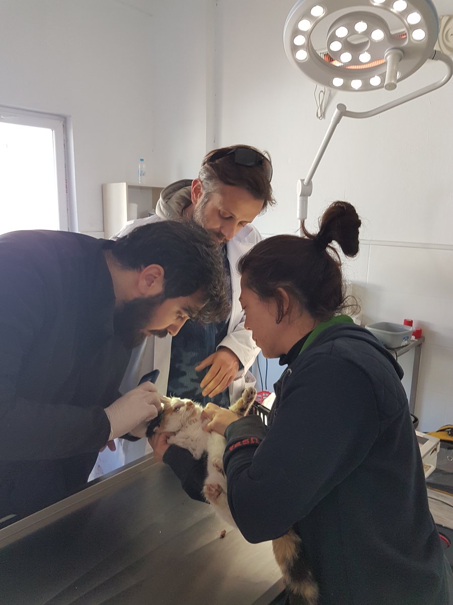 PETA on Twitter "TODAY 🗓 From rescuing cats from crumbling buildings