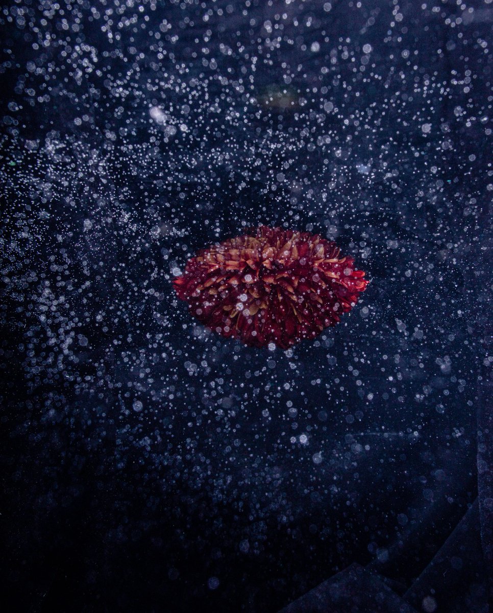 Discover "NaturalDigital1 Dalhi" by <a href="/robincerutti/">robin cerutti</a>

"Natural Digital is a photography series born during the COVID pandemic. Using a bathtub to photograph flowers, the resulting glitchy images challenge the notion that digital is the only source of beauty."

Exclusively on Artrade