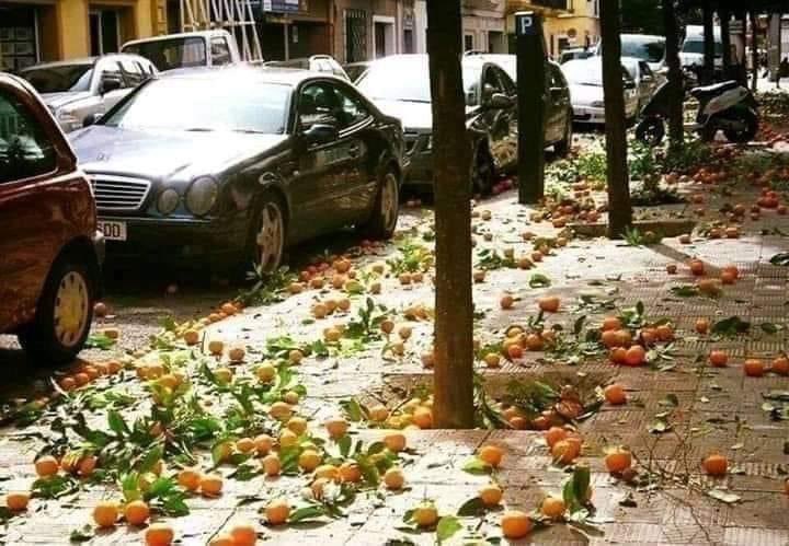 يتساقط البرتقال في شوارع اشبيليا الاسبانية 🌿 
اخبرنا ما الذي يتساقط في الشارع التي تسكن به 🍊🍊🍊