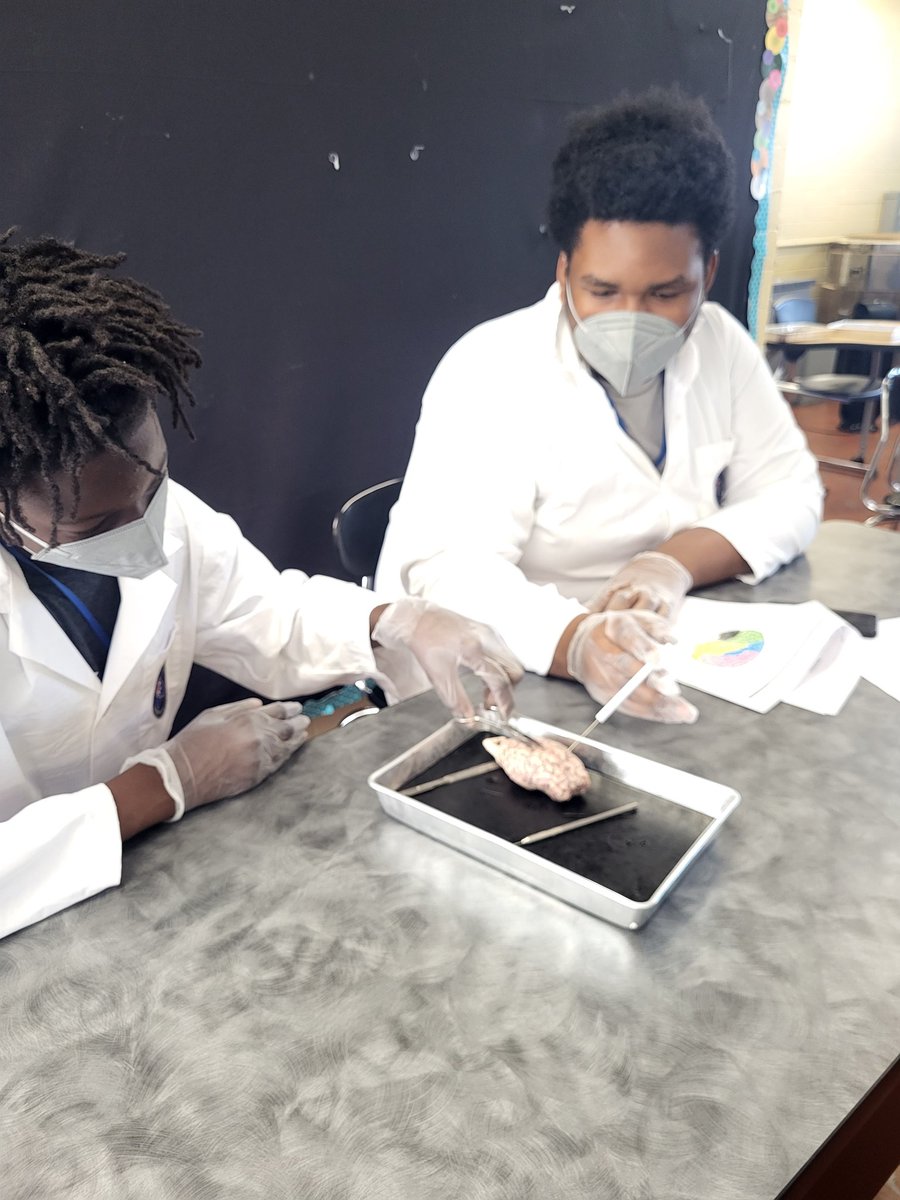 STEAM_teacher's tweet image. Our 8th graders are enjoying their end of the year project...sheep brain dissections!  @WAPerryMS @PLTWorg #funandengaging