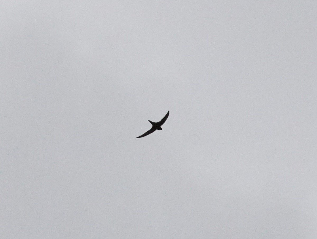 malphesius's tweet photo. Can anyone help in I'Ding this silhouette?
Rubbish day again yesterday π and didn't catch sight till it flew past heading N/W.
We've never had swifts or housemartins in the area that I'm aware of. (S. Abdnshire)
#birdidhelp
#BirdsOfTwitter
#birdwatching
#Swift https://t.co/cnjuvMGV0e