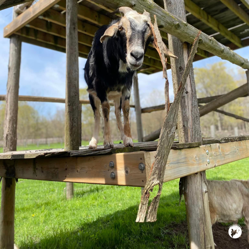 Lunchtime shenanigans with Gloria. 

#HEEFS #HappilyEverEstherFarmSanctuary