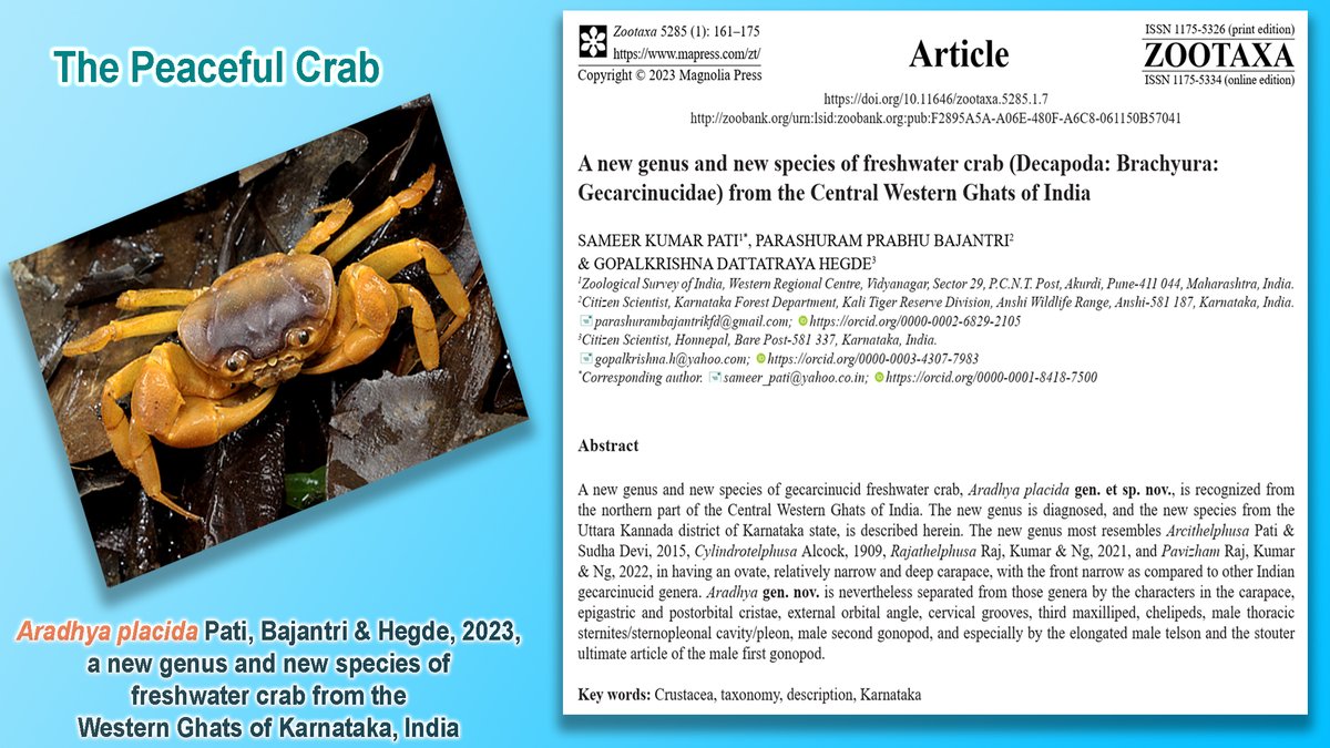 #NewGenus #NewSpecies of freshwater crab, Aradhya placida is described by @SameerZSI of @ZoologicalI/@zsiwrcpune/@moefcc, P.P. Bajantri and G.D. Hegde from the #westernghats, #Karnataka, #India; #Discovery published @Zootaxa
mapress.com/zt/article/vie…
youtube.com/watch?v=3A4jgX…