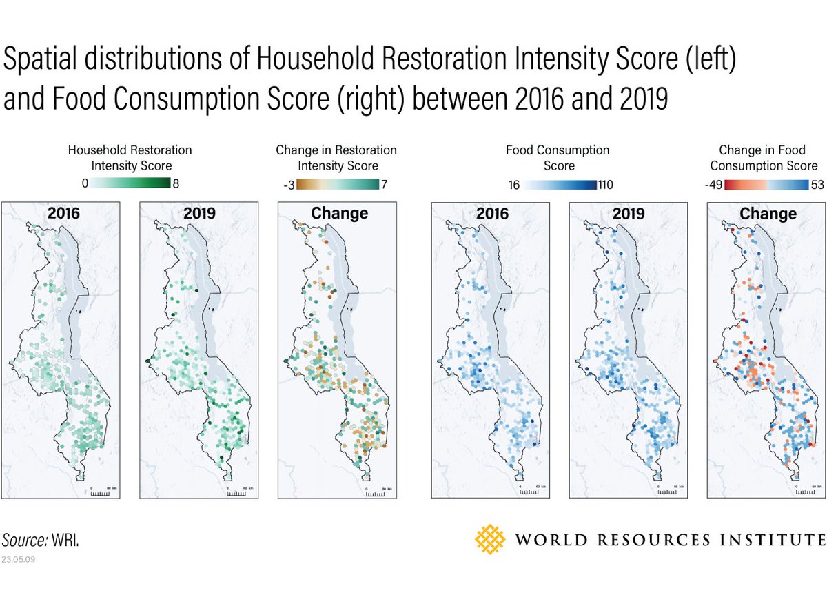 restoreforward's tweet image. Using household survey data, our team showed that #LandscapeRestoration truly *did* help to boost food security in Malawi.

Better socioeconomic data = better cases for investment in restoration!

Read more: wri.org/technical-pers…