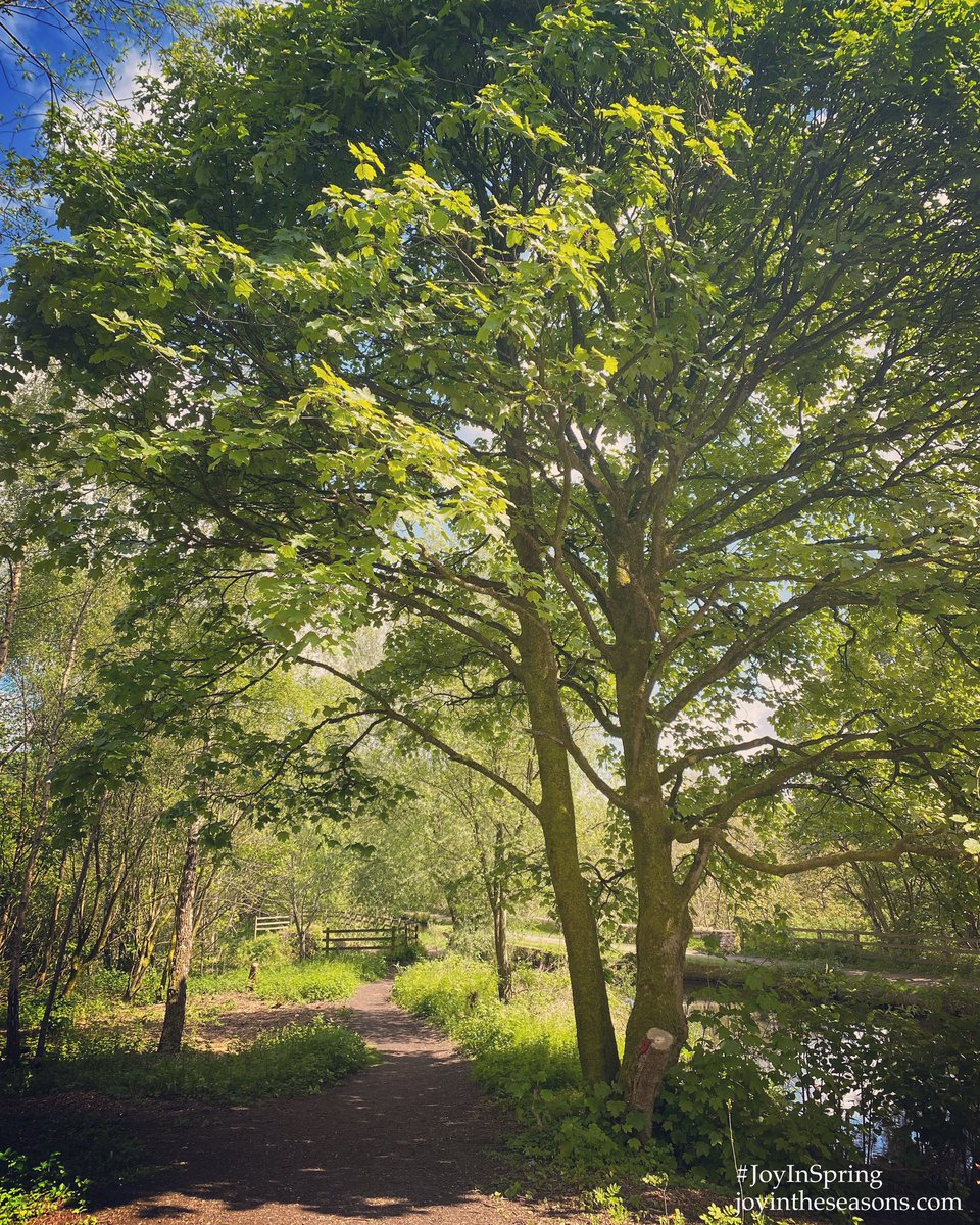 JoyInTheSeasons's tweet image. #JoyInSpring ~ loving the uplifting, green energy of May 💚🌿💚🌿