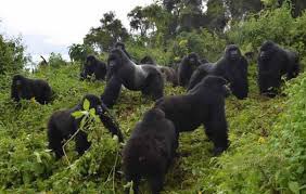 Uganda is one of the major African travel destinations which is highly rated by visitors from all around the world. Tourists in Uganda enjoy classic wildlife safaris out on the savannah as well as close encounters with the great apes_chimpanzees & mountain gorillas.
#VisitUganda