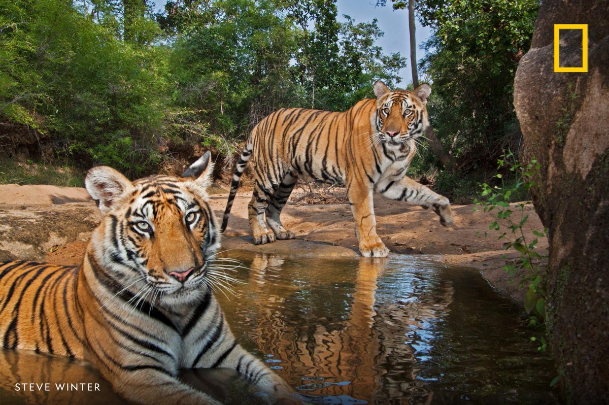 A pair of young tigers play at a waterhole in Bandhavgarh National Park, India.