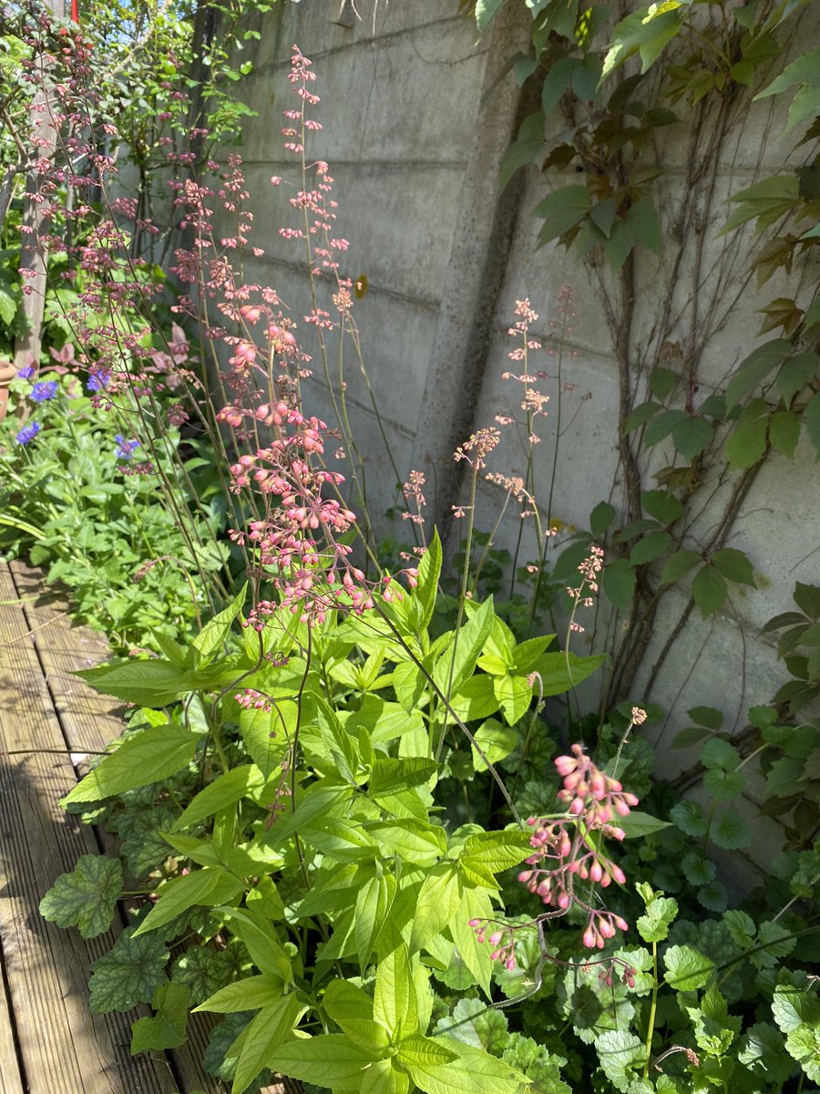 G27Marco's tweet photo. Vous comprenez pourquoi cela s’appelle le désespoir du peintre ?! #heuchere #jardin #fleur #legerete #fluidite https://t.co/qC6Ml9PXH4