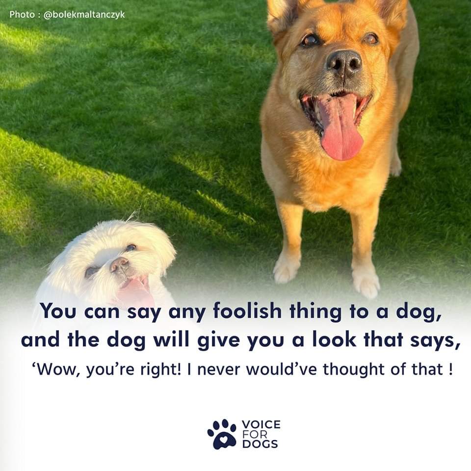 VoiceForDogsOrg's tweet image. Best listeners ever #dogslove #voicefordogs #dogowner
