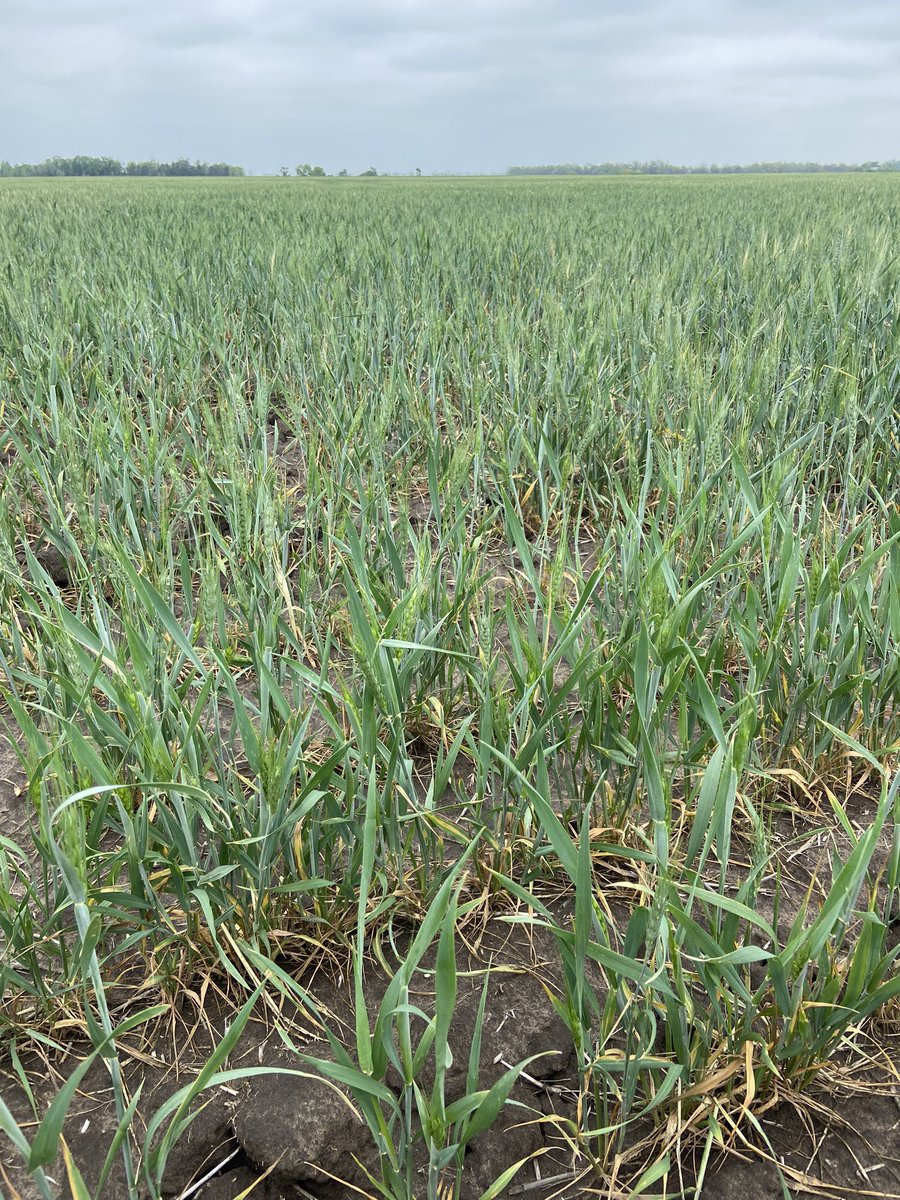 jkholland89's tweet photo. 35.9 bpa in another Rice county field. The farmer stopped by while we were sampling - “Y’all are more optimistic than me,” was the response to our yield findings! #WheatTour23 🌾 https://t.co/LWFtq8AOHp