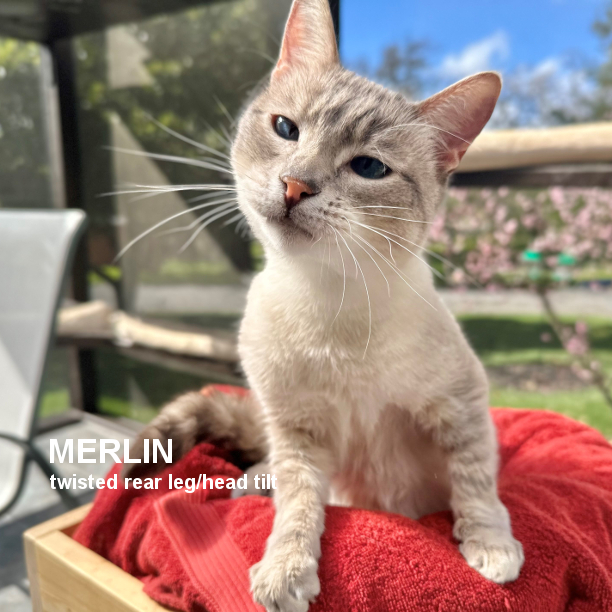 Merlin is 2 years 7 months-old and a real sweetheart. He loves human attention, and gets along with other kitties. We believe Merlin’s twisted rear leg is a birth defect. Doesn't matter because Merlin gets around just fine. #snapcats #specialneedscats #snap_cats #twistylegcats