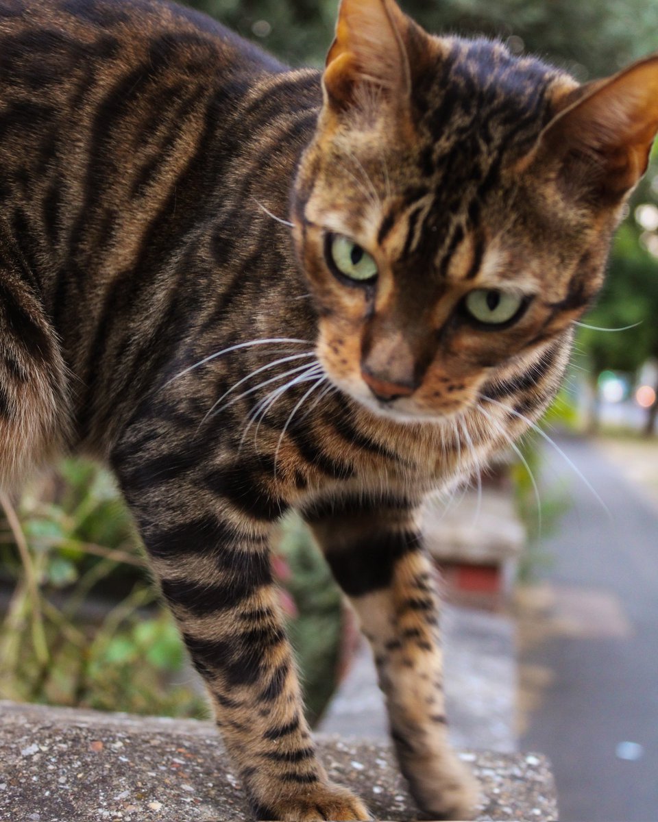 Hi_Periquet's tweet photo. Cat Neighbor

#cat #neighbors #cute #animal #sayhi #photo #beautiful #photographyoftheday #picture #photooftheday #picoftheday #pictureoftheday #photography #cambridge #uk #love #canon #canonphotography #eos2000d #pets https://t.co/kia2u2Ufnx
