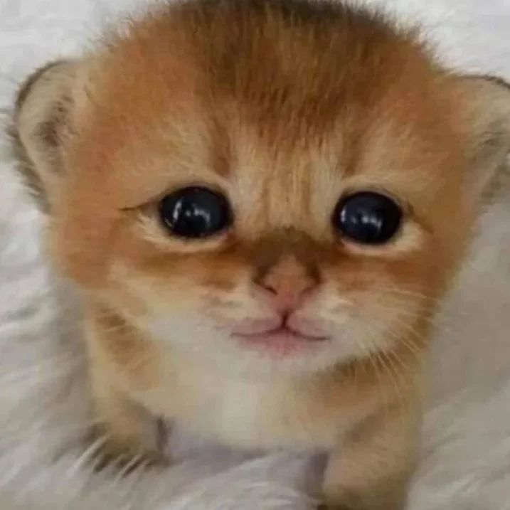 Dan_0_s's tweet photo. celsa tatuame el gato felis https://t.co/7MUM35Bwzx