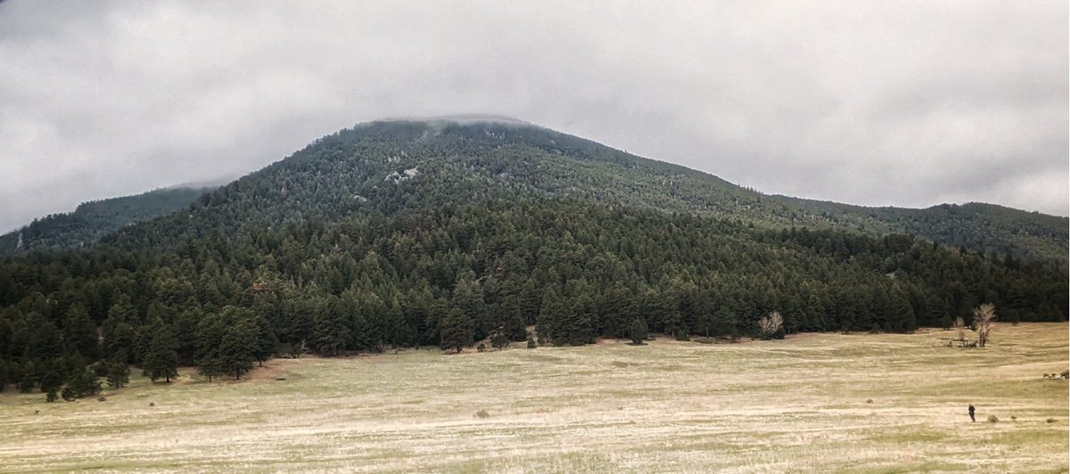 Aleese Lin tweet media